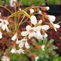 Saxifraga 'Anneka Hope'